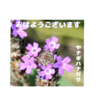 夏の山野草のお花で、日々のご挨拶（個別スタンプ：2）