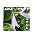 夏の山野草のお花で、日々のご挨拶（個別スタンプ：3）