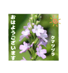 夏の山野草のお花で、日々のご挨拶（個別スタンプ：4）