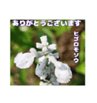 夏の山野草のお花で、日々のご挨拶（個別スタンプ：5）