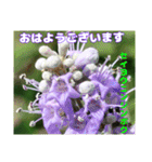 夏の山野草のお花で、日々のご挨拶（個別スタンプ：6）