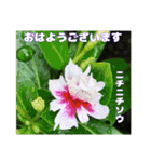 夏の山野草のお花で、日々のご挨拶（個別スタンプ：7）