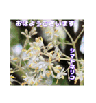 夏の山野草のお花で、日々のご挨拶（個別スタンプ：8）