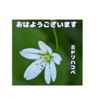 夏の山野草のお花で、日々のご挨拶（個別スタンプ：10）