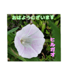 夏の山野草のお花で、日々のご挨拶（個別スタンプ：11）