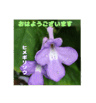 夏の山野草のお花で、日々のご挨拶（個別スタンプ：12）