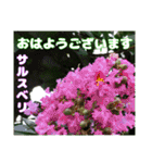 夏の山野草のお花で、日々のご挨拶（個別スタンプ：13）