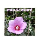 夏の山野草のお花で、日々のご挨拶（個別スタンプ：14）
