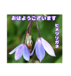 夏の山野草のお花で、日々のご挨拶（個別スタンプ：15）