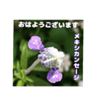 夏の山野草のお花で、日々のご挨拶（個別スタンプ：17）