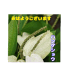 夏の山野草のお花で、日々のご挨拶（個別スタンプ：18）