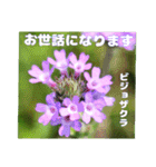 夏の山野草のお花で、日々のご挨拶（個別スタンプ：19）
