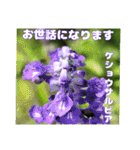 夏の山野草のお花で、日々のご挨拶（個別スタンプ：20）