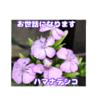 夏の山野草のお花で、日々のご挨拶（個別スタンプ：21）