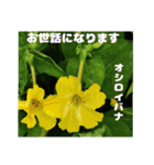 夏の山野草のお花で、日々のご挨拶（個別スタンプ：22）