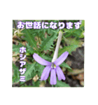 夏の山野草のお花で、日々のご挨拶（個別スタンプ：23）
