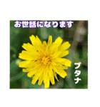夏の山野草のお花で、日々のご挨拶（個別スタンプ：24）