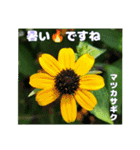 夏の山野草のお花で、日々のご挨拶（個別スタンプ：25）