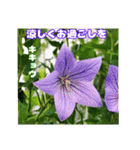 夏の山野草のお花で、日々のご挨拶（個別スタンプ：26）