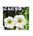 夏の山野草のお花で、日々のご挨拶（個別スタンプ：27）