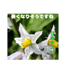 夏の山野草のお花で、日々のご挨拶（個別スタンプ：29）