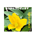 夏の山野草のお花で、日々のご挨拶（個別スタンプ：30）