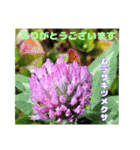 夏の山野草のお花で、日々のご挨拶（個別スタンプ：31）