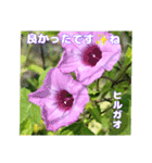 夏の山野草のお花で、日々のご挨拶（個別スタンプ：32）