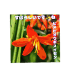 夏の山野草のお花で、日々のご挨拶（個別スタンプ：33）