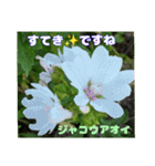 夏の山野草のお花で、日々のご挨拶（個別スタンプ：34）