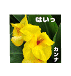 夏の山野草のお花で、日々のご挨拶（個別スタンプ：35）