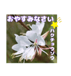 夏の山野草のお花で、日々のご挨拶（個別スタンプ：36）