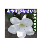 夏の山野草のお花で、日々のご挨拶（個別スタンプ：37）