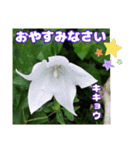 夏の山野草のお花で、日々のご挨拶（個別スタンプ：38）