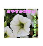 夏の山野草のお花で、日々のご挨拶（個別スタンプ：39）
