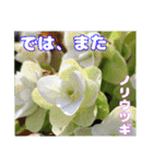 夏の山野草のお花で、日々のご挨拶（個別スタンプ：40）