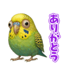 キモブサカワ11(セキセイインコ)（個別スタンプ：3）