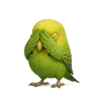 キモブサカワ11(セキセイインコ)（個別スタンプ：12）