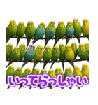 キモブサカワ11(セキセイインコ)（個別スタンプ：39）