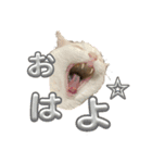 アルコロちゃん（個別スタンプ：1）