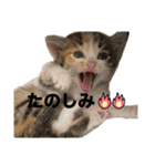アルコロちゃん（個別スタンプ：6）