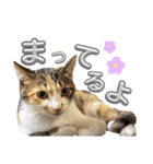 アルコロちゃん（個別スタンプ：12）