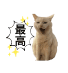 アルコロちゃん（個別スタンプ：15）