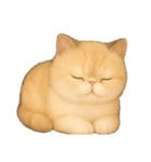 いとしのエキゾチックショートヘア（個別スタンプ：4）