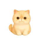 いとしのエキゾチックショートヘア（個別スタンプ：7）
