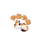 ねこのゆるゆるごあいさつ（個別スタンプ：8）