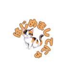 ねこのゆるゆるごあいさつ（個別スタンプ：13）