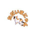 ねこのゆるゆるごあいさつ（個別スタンプ：17）