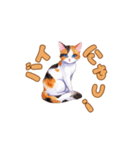 ねこのゆるゆるごあいさつ（個別スタンプ：21）