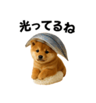 お寿司しば犬（個別スタンプ：17）